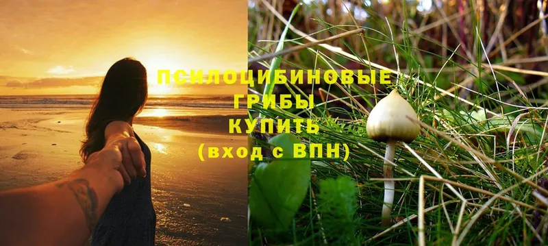 Псилоцибиновые грибы Cubensis Зеленокумск